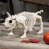 14 And 3/4 Inch Pig Skeleton