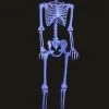 60" Blacklight Ghostly Skeleton