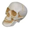 7" Realistic Talking Skull