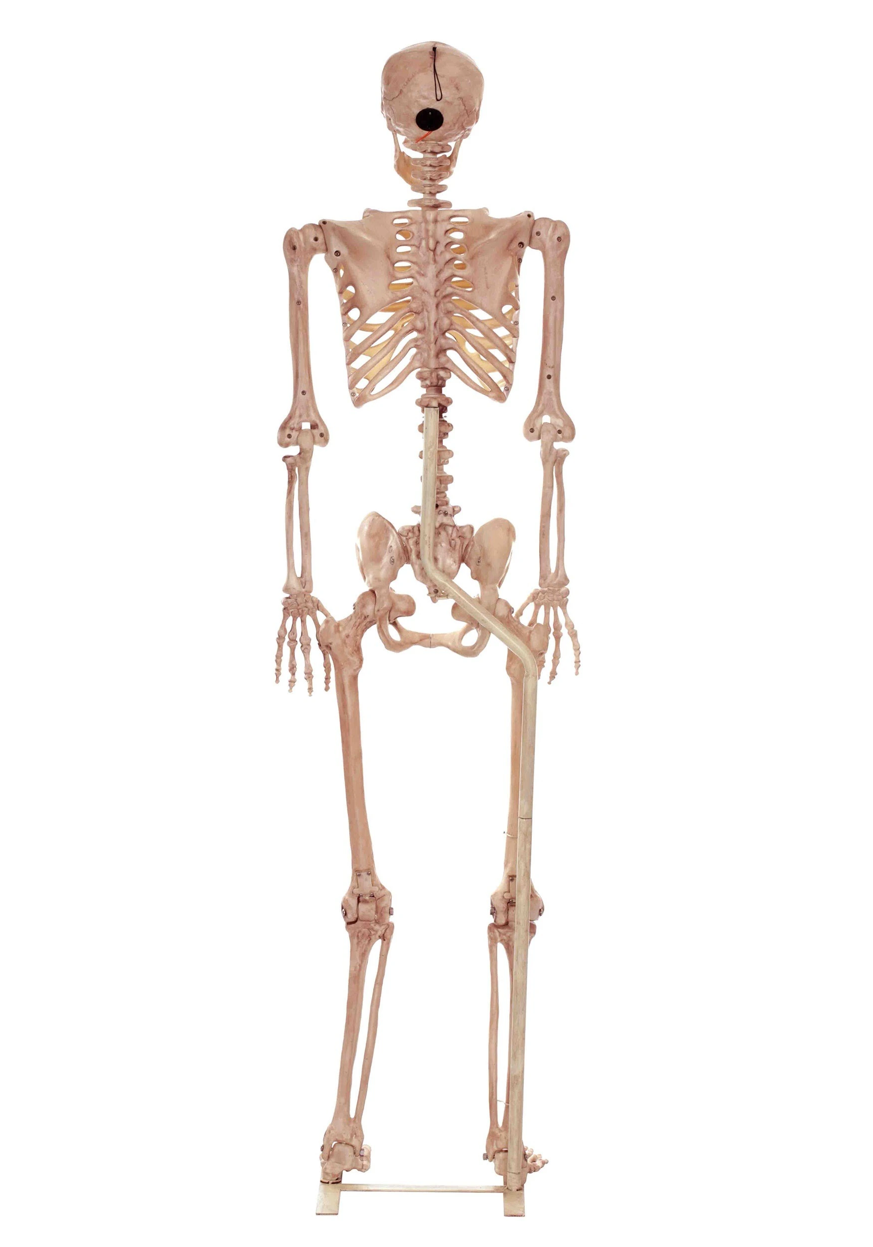 Metal Stand For Lifesize Skeletons 1 Metal Stand For Lifesize Skeletons