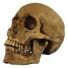 Resin Cranium Prop